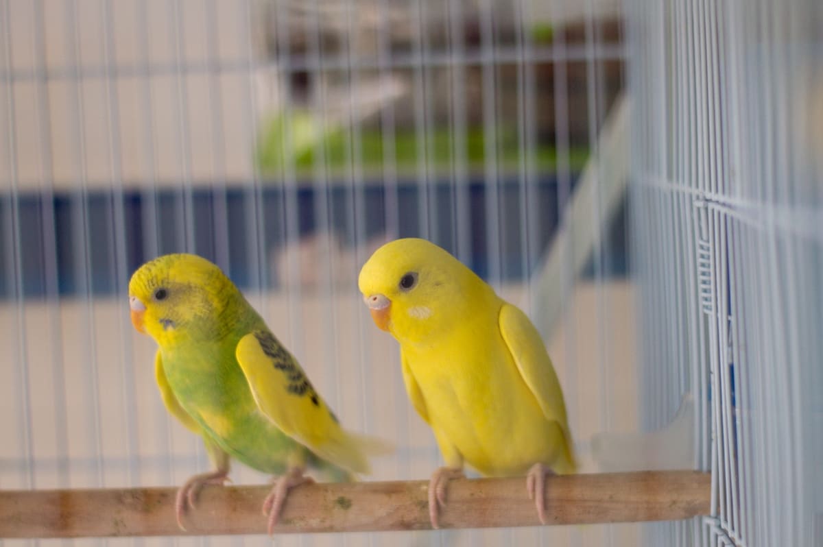 jaulas-para-aves