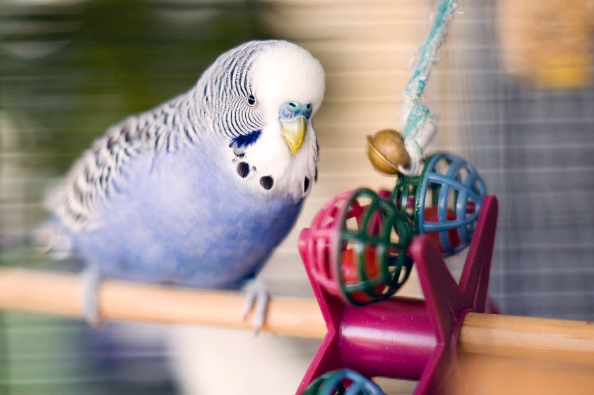 juguetes-para-aves