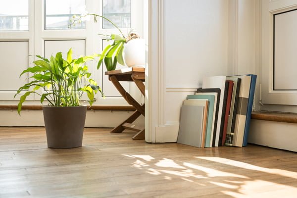 Cuidados para tus plantas de interiores