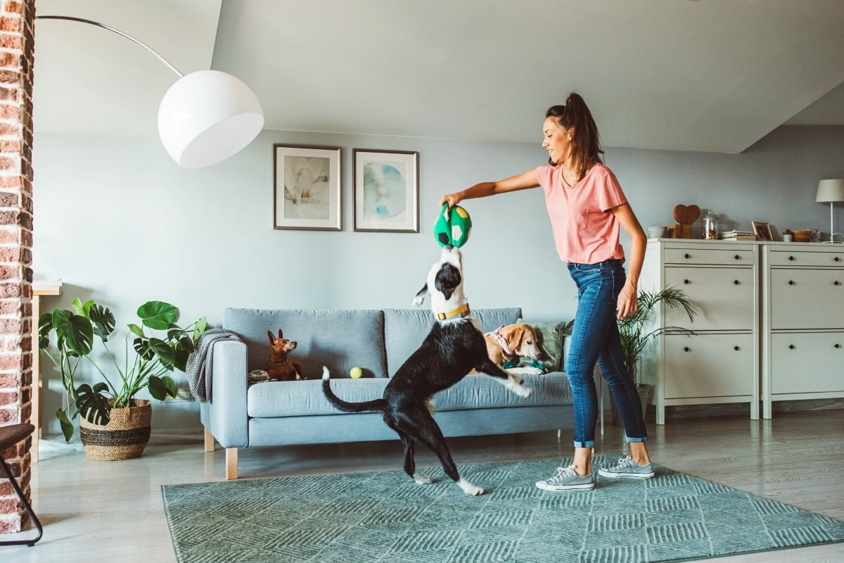cómo-tener-un-perro-o-gato-en-casa