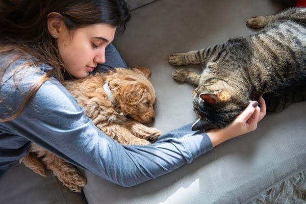 perros y gatos como llevarse bien