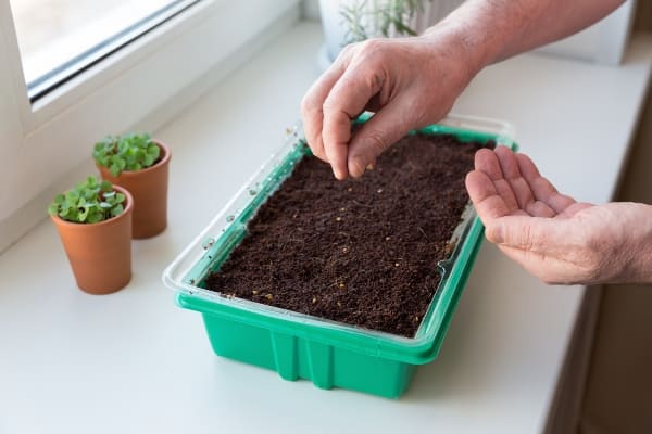 qué hierbas aromáticas sembrar
