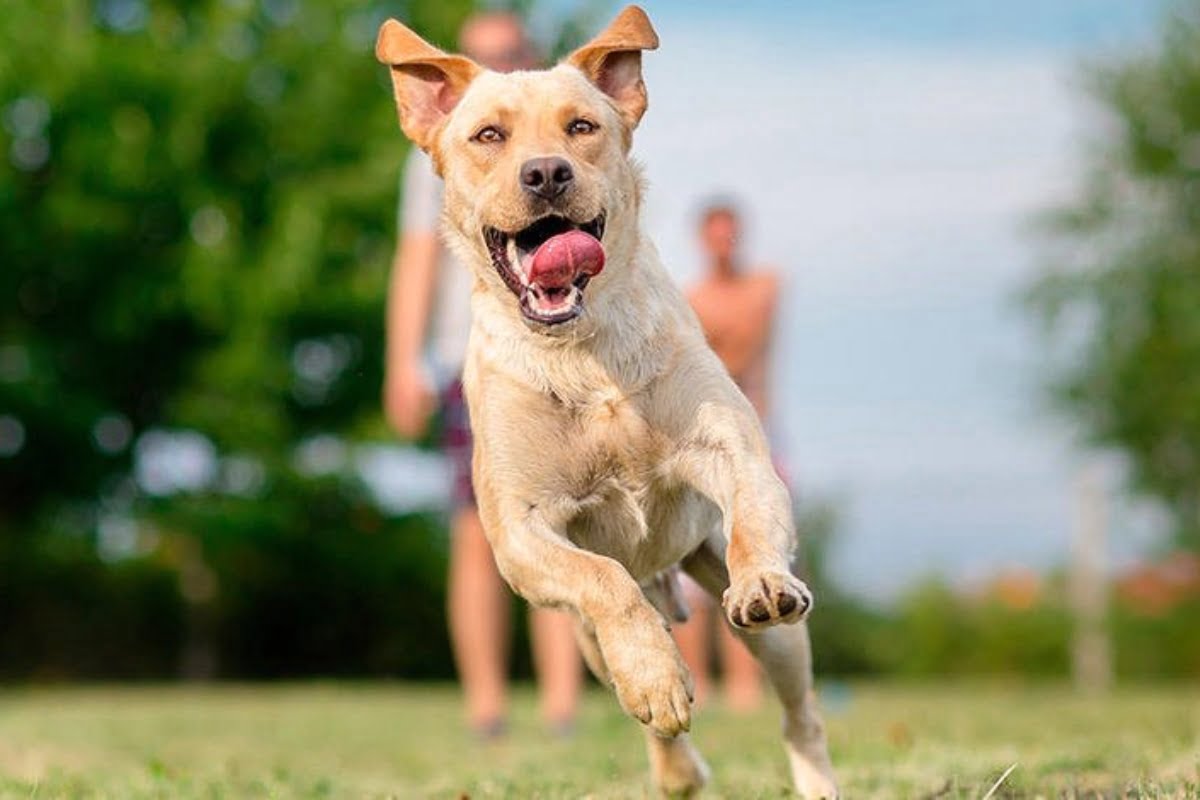 Cómo mejorar la calidad de vida de mi perro