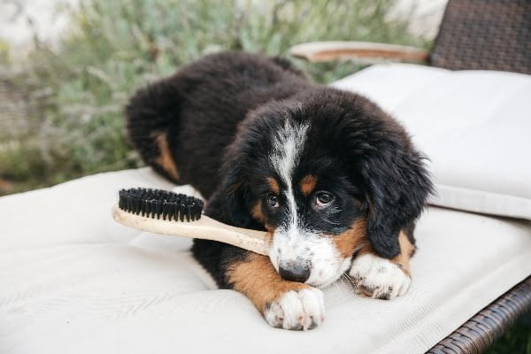 Cómo dar la bienvenida a tu cachorro
