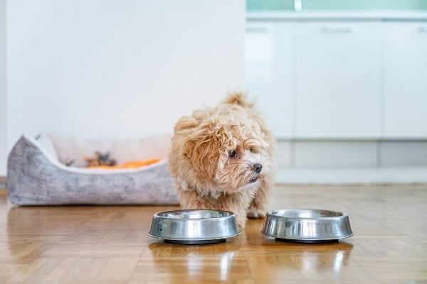 Cómo dar la bienvenida a tu cachorro