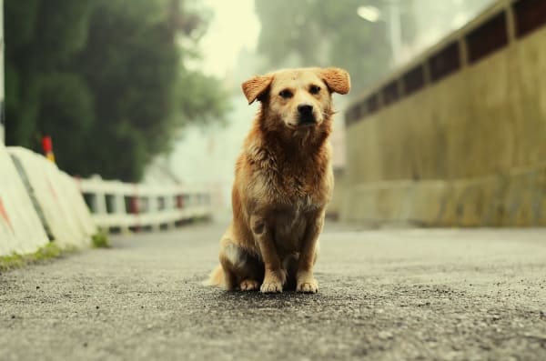 Adoptar y esterilizar es la solución.
