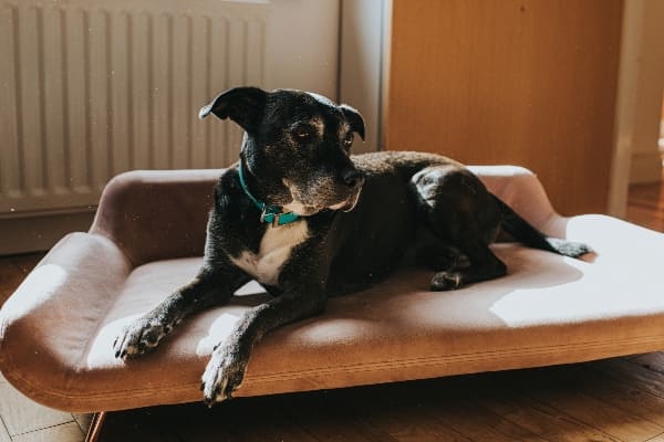 Accesorios para mascota