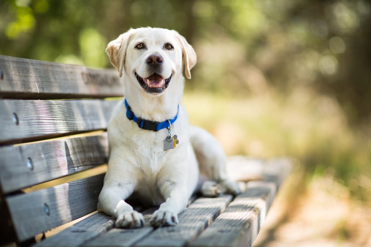 Collares para perro: importancia y uso