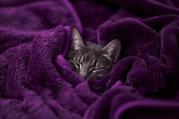 gatos frias temperaturas