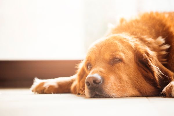 perros y altas temperaturas