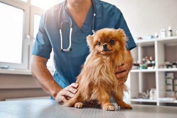 Veterinario para mascotas