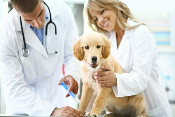 Vacunación para cachorros