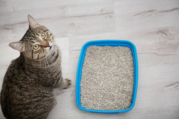 cómo enseñar a tu gato a usar su caja de arena