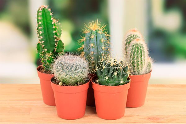 Decoración de interiores con plantas, Cactus