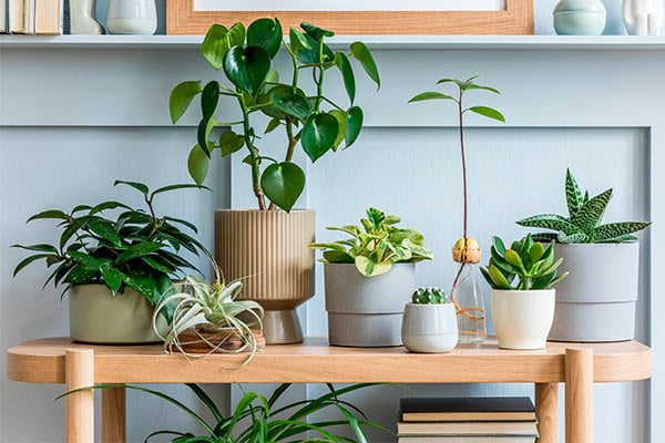 Decoración de interiores con plantas en conjunto