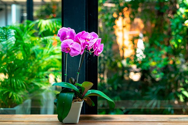 Decoración de interiores con plantas, Orquídeas