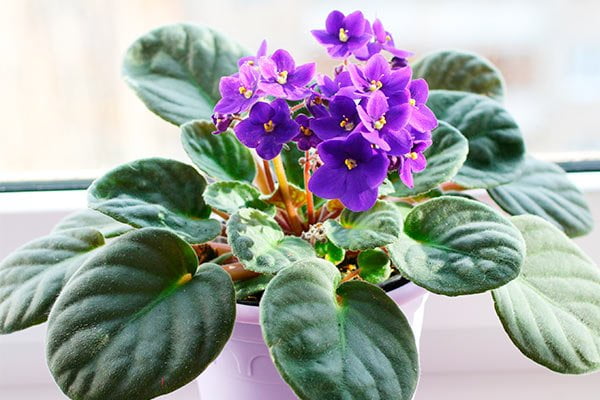 Decoración de interiores con plantas, Violetas