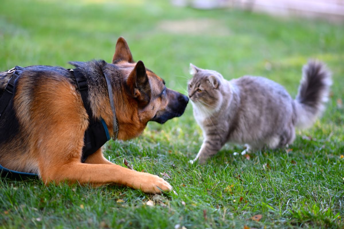 Convivencia entre perros y gatos
