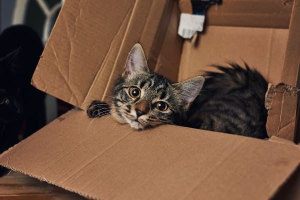 gatos-y-cajas-de-carton