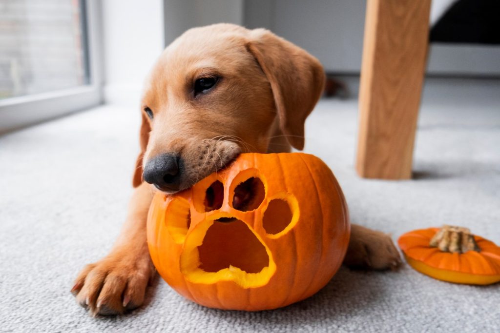 snacks de Halloween para mascotas