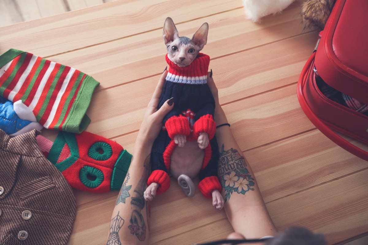 Según su raza, personalidad y lugar donde vive, ¡descubre si tu mascota necesita usar suéter!