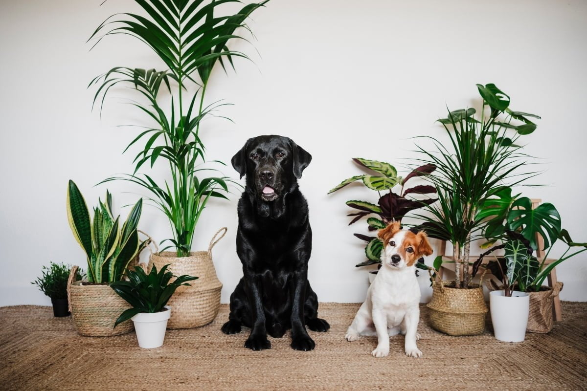 plantas no toxicas para perros