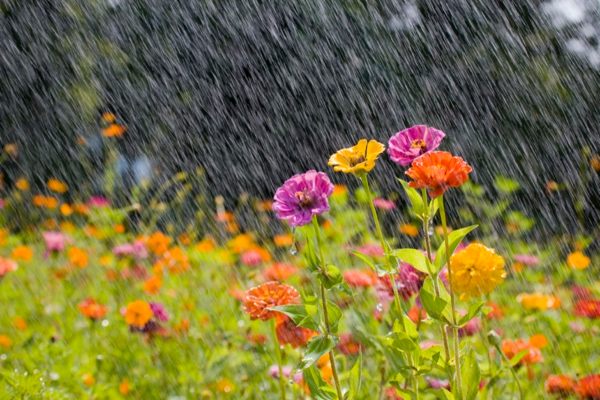 cuida tus flores de la lluvia