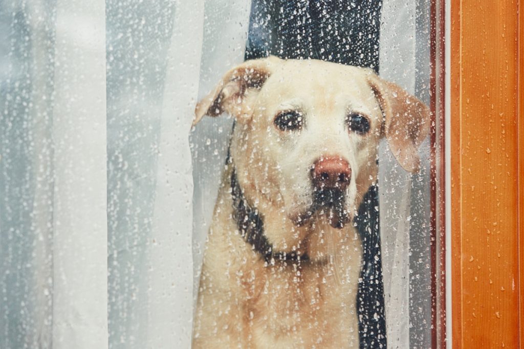 ¿Tormenta y mascotas? Esto puedes hacer...