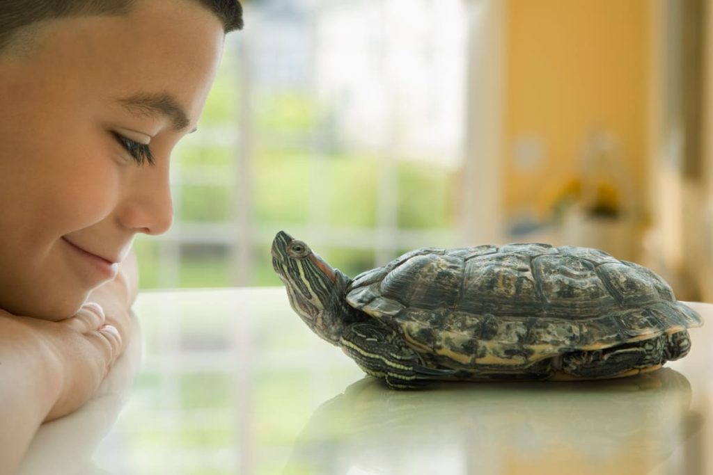 Básicos en el hábitat para tu tortuga