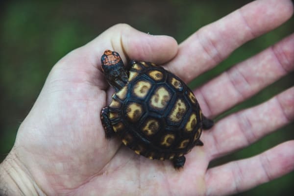 ¿A qué especie pertenecen las tortugas?