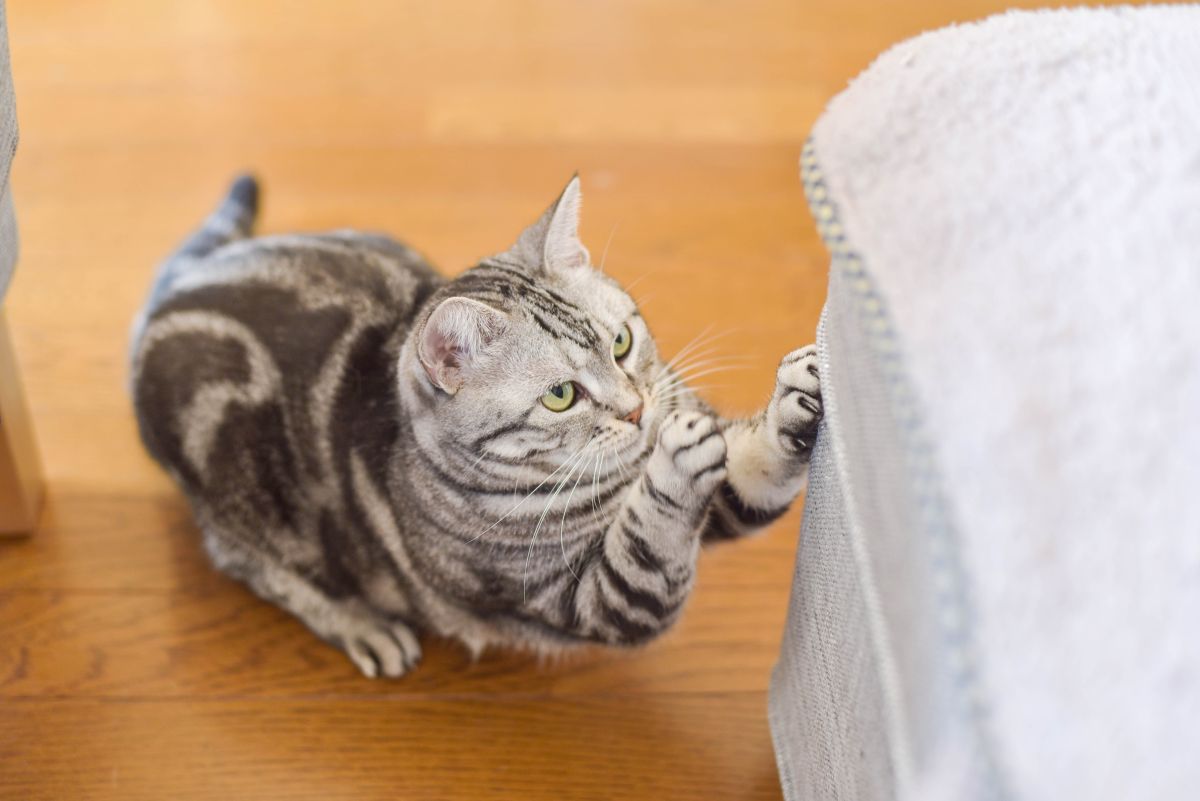 por que tu gato arana los muebles y como evitarlo