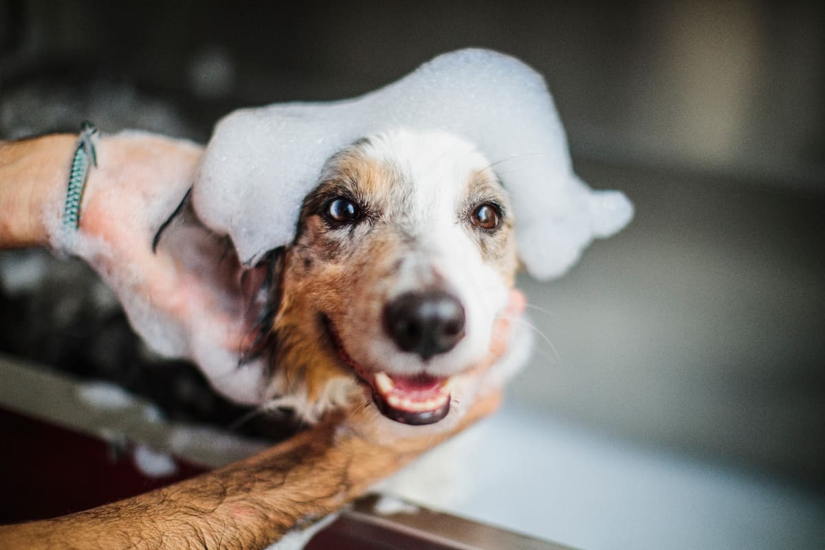 Accesorios para bañar perros