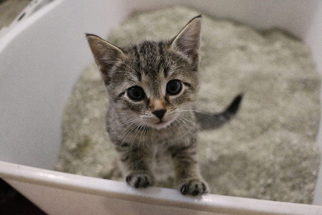 Areneros para gatos