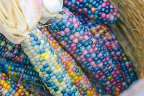 Elote de colores