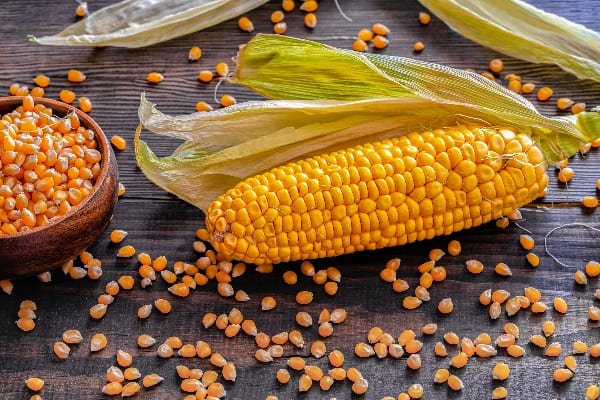 Origen del maíz
