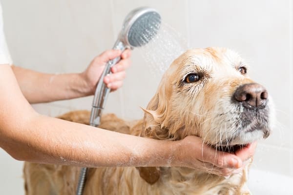 Rociador de ducha para perros