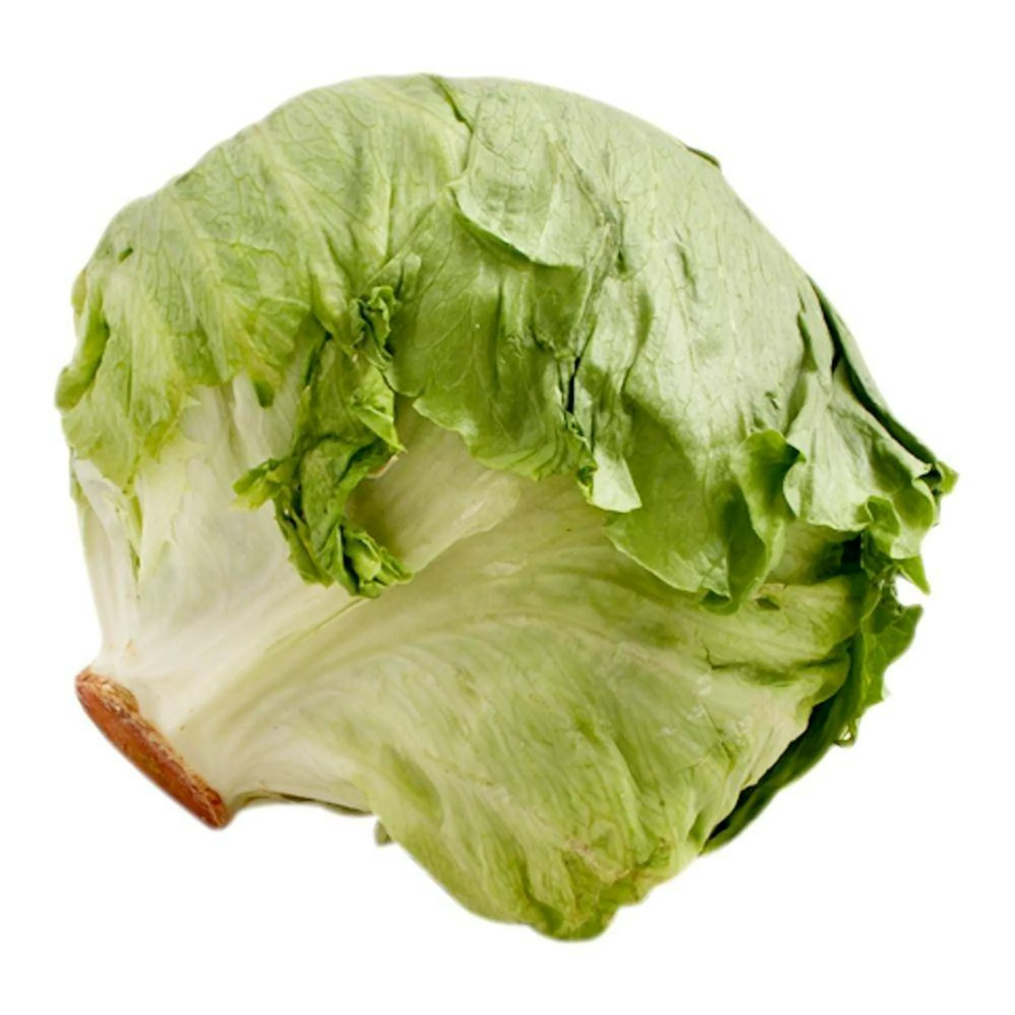 Lechuga romana