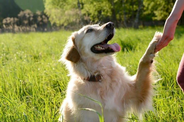 cómo interactuar con mascotas ajenas