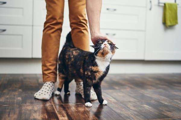 Saber si le agradas a un perro o gato