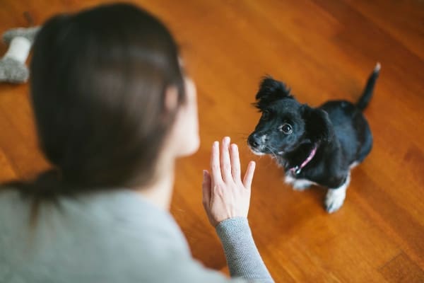 Cómo cuidar mascotas ajenas