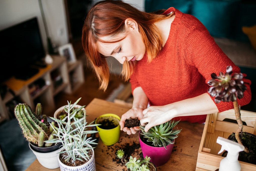 Como cuidar cactus en casa