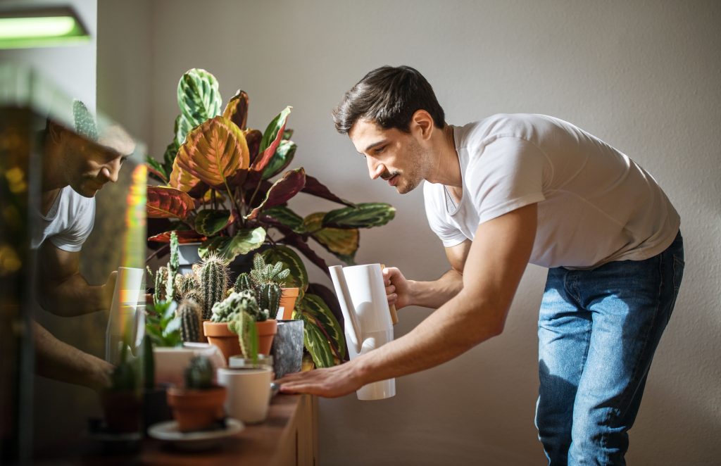 Diferencia entre cactus y suculentas