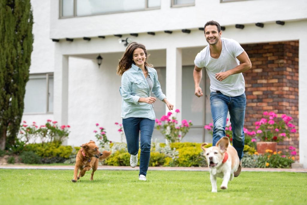 actividades divertidas para mascotas en casa