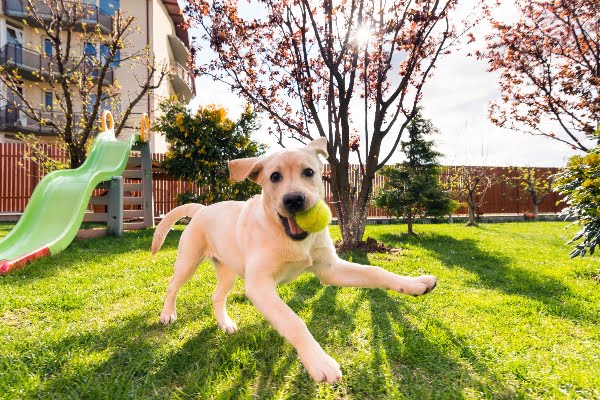 pelota para perro