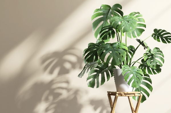 planta monstera