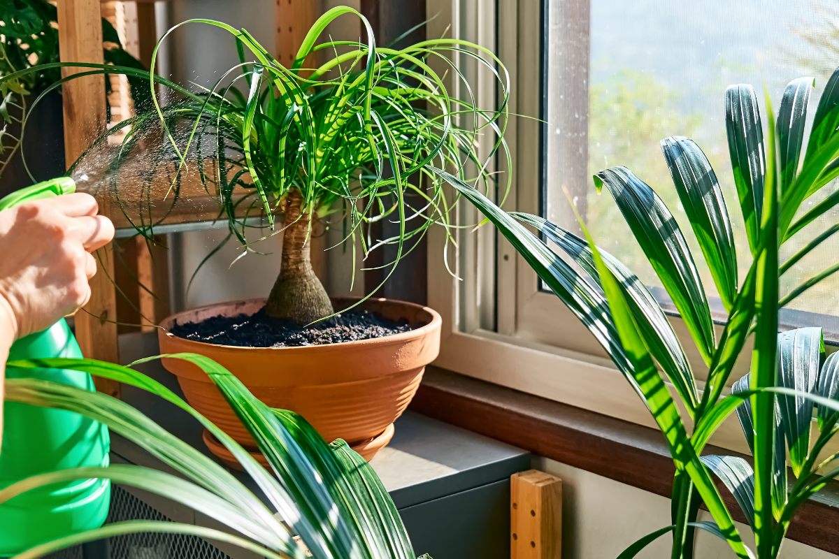 Plantas F Ciles De Cuidar Vivir Mejor