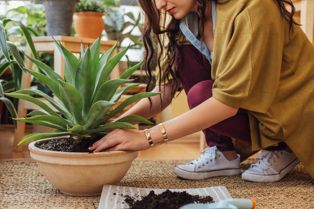 Cuidados para plantas