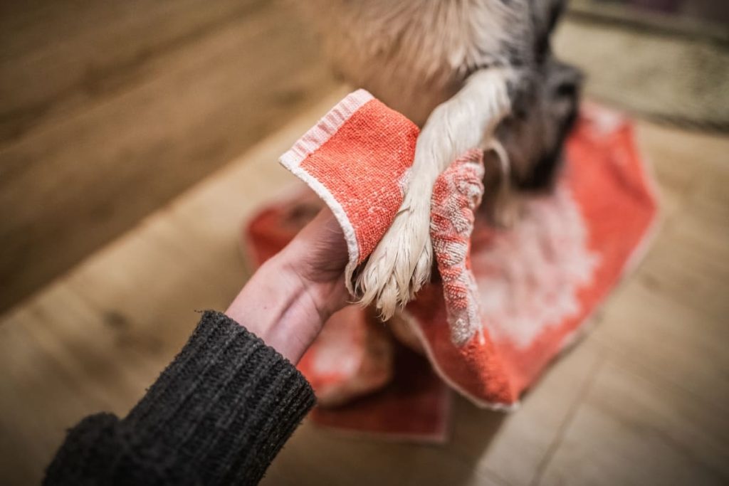 pasea a tu mascota en temporada de lluvia