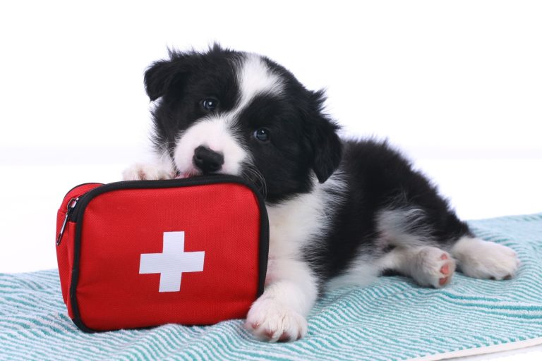 Aprende estos primeros auxilios para perros y bríndale protección a tu mascota de manera inmediata. ¡Sigue estos pasos!