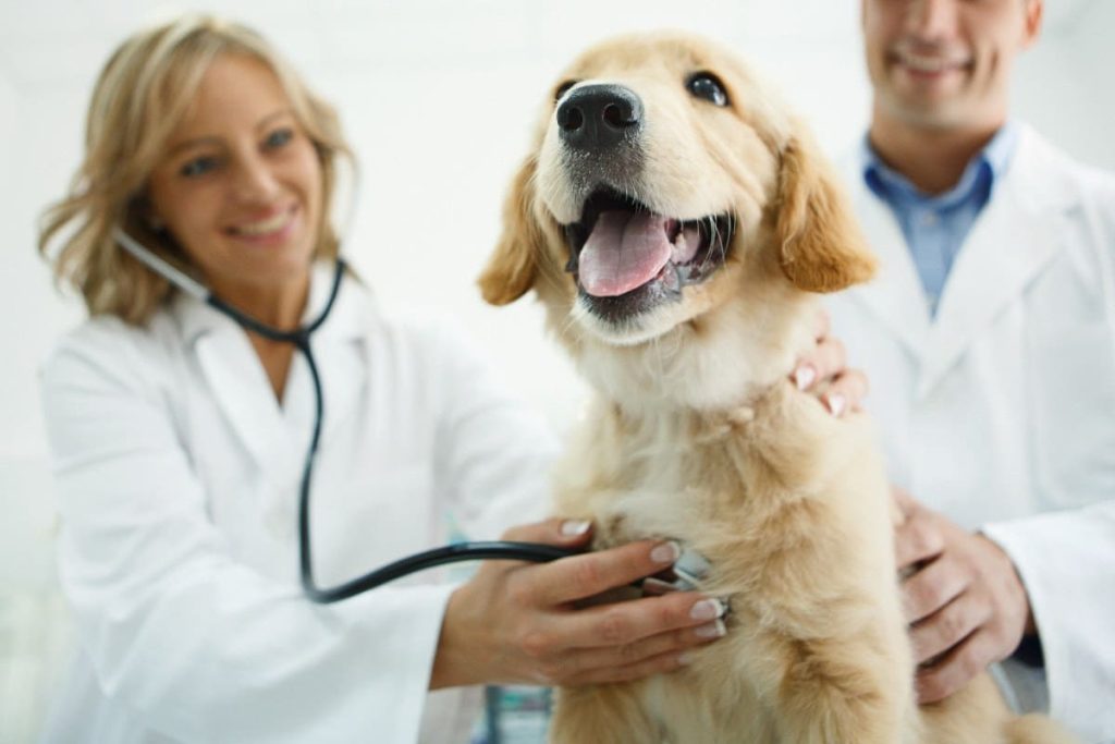 Cachorro en veterinario